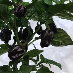 بذر فلفل هابانرو مشکی