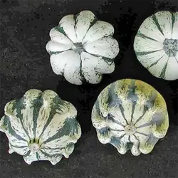 بذر کدو ستاره ای ابلق