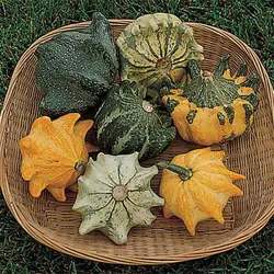 بذر کدو ستاره ای ابلق