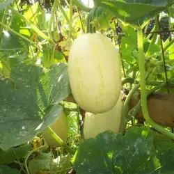 بذر کدو اسپاگتی