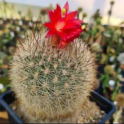 بذر کاکتوس ماتوکانا هاینی