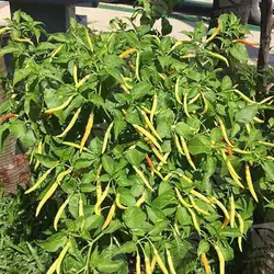 بذر فلفل نافا