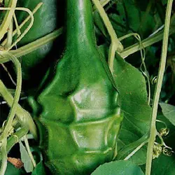 بذر کدو تنبل گرز