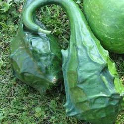 بذر کدو تنبل گرز