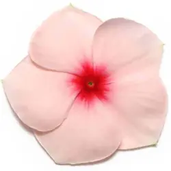 بذر گل پریوش صورتی