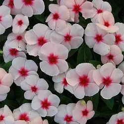 بذر گل پریوش صورتی