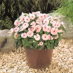 بذر گل پریوش صورتی