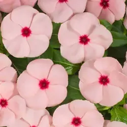 بذر گل پریوش صورتی