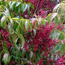 بذر درخت پسته چینی