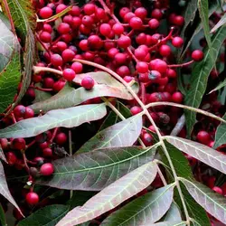 بذر درخت پسته چینی