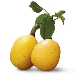 بذر درخت مارولا