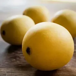 بذر درخت مارولا