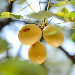 بذر درخت مارولا