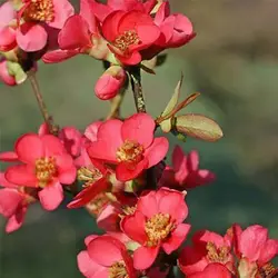 بذر درختچه به ژاپنی