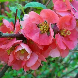 بذر درختچه به ژاپنی