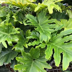 بذر برگ انجیری فر