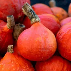بذر کدو تنبل قلبی