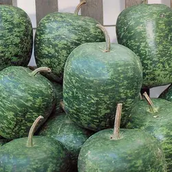 بذر کدو تنبل چارلیستون ببری