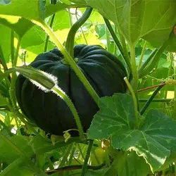 بذر کدو عروسکی سنگی سبز