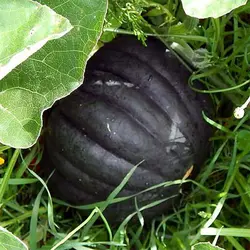بذر کدو عروسکی سنگی سبز