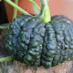بذر کدو عروسکی سیاه
