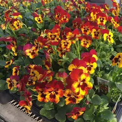 بذر گل بنفشه آتش