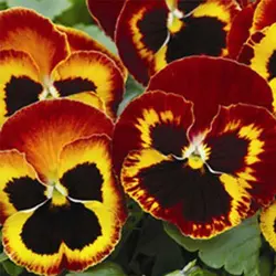 بذر گل بنفشه آتش