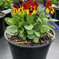 بذر گل بنفشه آتش