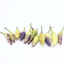 بذر فلفل ابلق ریز