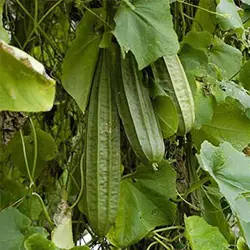 بذر لوفا خوراکی