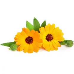 بذر گل بهار زرد و نارنجی