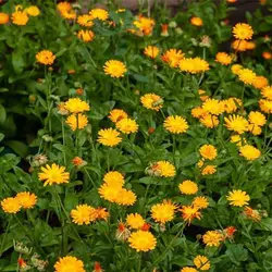 بذر گل بهار زرد و نارنجی