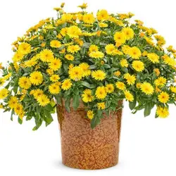 بذر گل بهار زرد و نارنجی