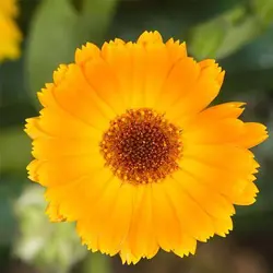 بذر گل بهار زرد و نارنجی