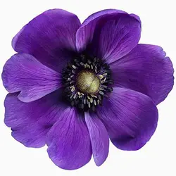 بذر گل شقایق پرپر بنفش