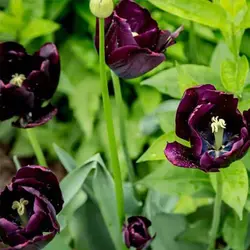 بذر گل شقایق پرپر بنفش