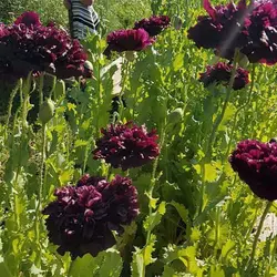 بذر گل شقایق پرپر بنفش