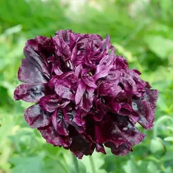 بذر گل شقایق پرپر بنفش