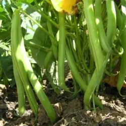 بذر سویا قرمز