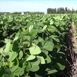 بذر سویا سیاه