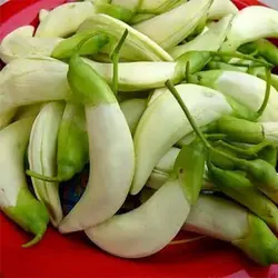 بذر درخت مرغ مگس