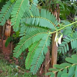 بذر درخت مرغ مگس