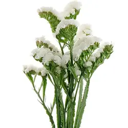 بذر گل لیمونیوم سفید