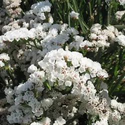 بذر گل لیمونیوم سفید