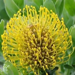 بذر درختچه پروتیا گل زرد