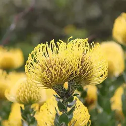 بذر درختچه پروتیا گل زرد