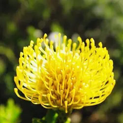 بذر درختچه پروتیا گل زرد