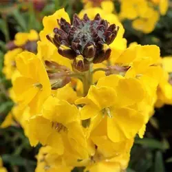 بذر گل شب بو راوانل میکس