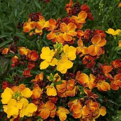 بذر گل شب بو راوانل میکس