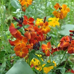 بذر گل شب بو راوانل میکس